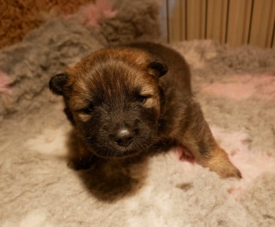 Les chiots de Eurasier