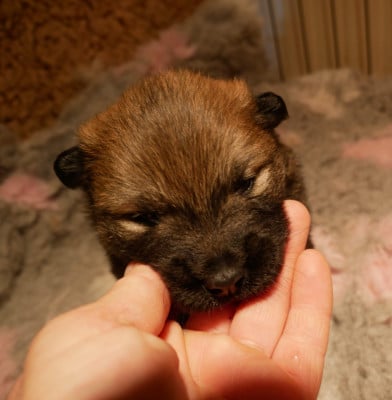 Les chiots de Eurasier