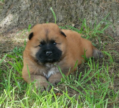 Les chiots de Eurasier