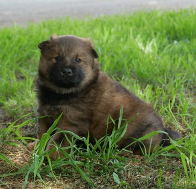 Les chiots de Eurasier