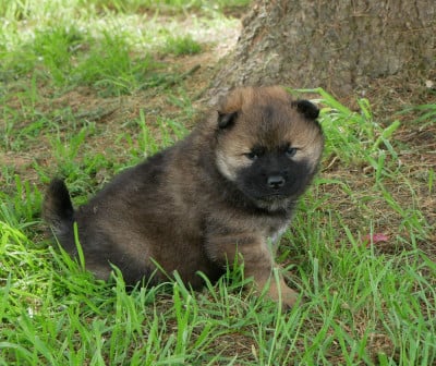 Les chiots de Eurasier