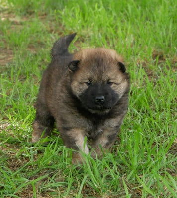 Les chiots de Eurasier