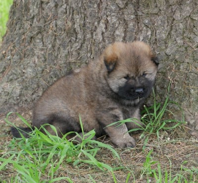 Les chiots de Eurasier