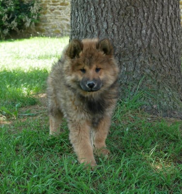 Les chiots de Eurasier