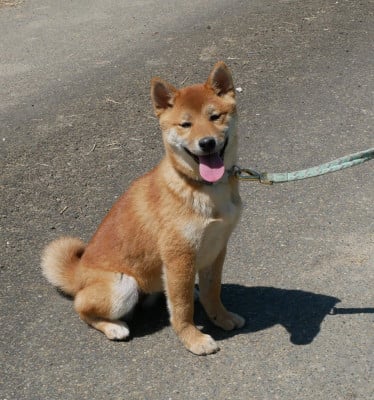 Les chiots de Shiba