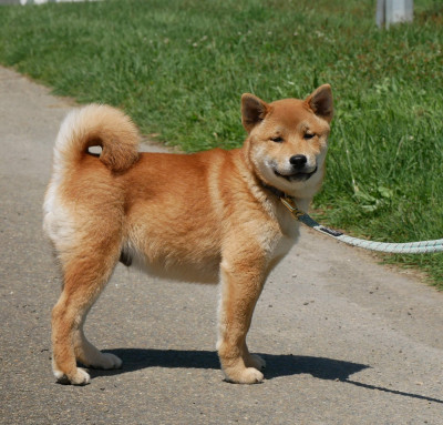 Les chiots de Shiba