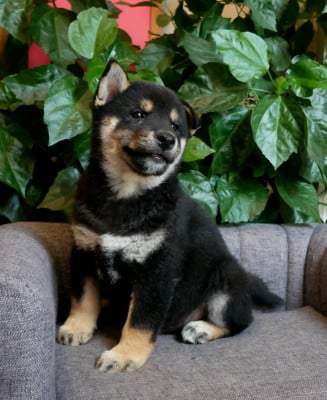 Les chiots de Shiba