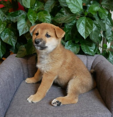 Les chiots de Shiba
