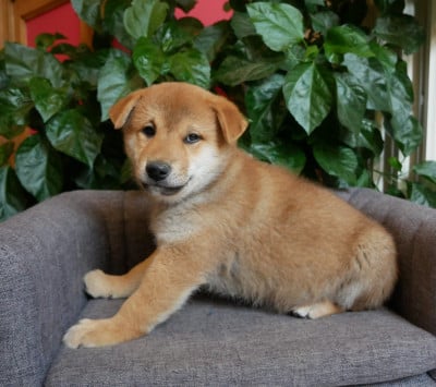 Les chiots de Shiba