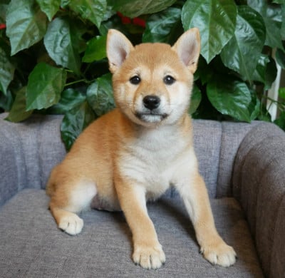 Les chiots de Shiba