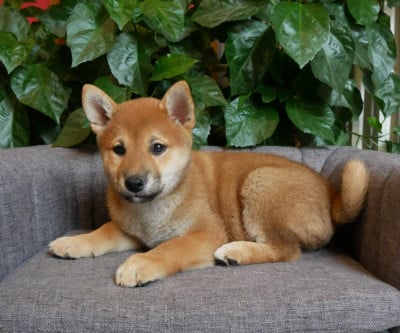 Les chiots de Shiba