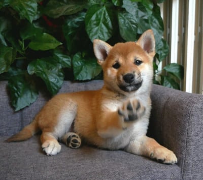 Les chiots de Shiba