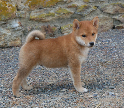Les chiots de Shiba