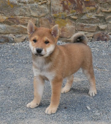 Les chiots de Shiba