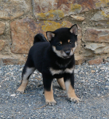 Les chiots de Shiba