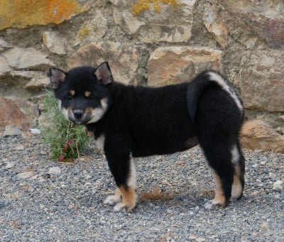 Les chiots de Shiba