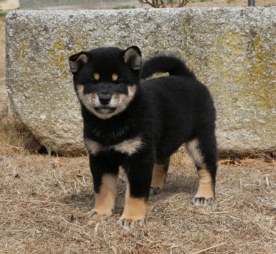 Shiba