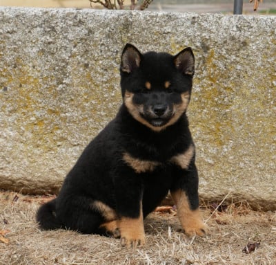 Chiot N°2 - Shiba