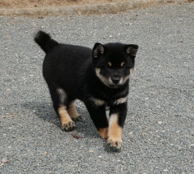 Chiot N°3 - Shiba