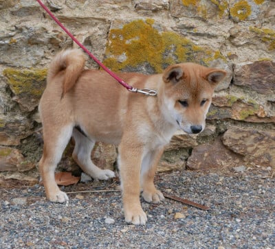 Les chiots de Shiba