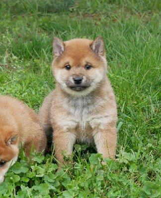 Les chiots de Shiba