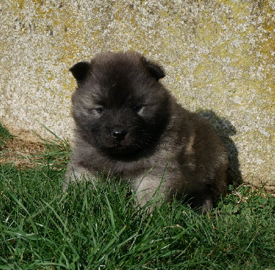 Les chiots de Eurasier