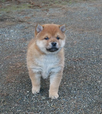 Les chiots de Shiba