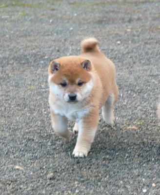 Les chiots de Shiba