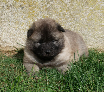 Les chiots de Eurasier