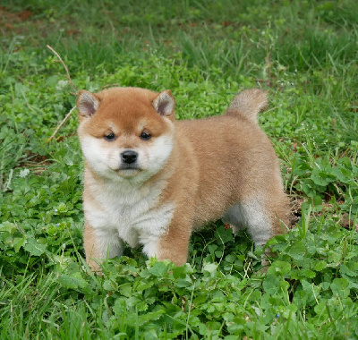 Les chiots de Shiba