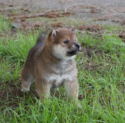 Les chiots de Shiba