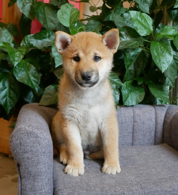 Shiba - De La Source Des Rochettes