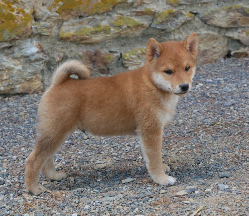 Shiba - De La Source Des Rochettes