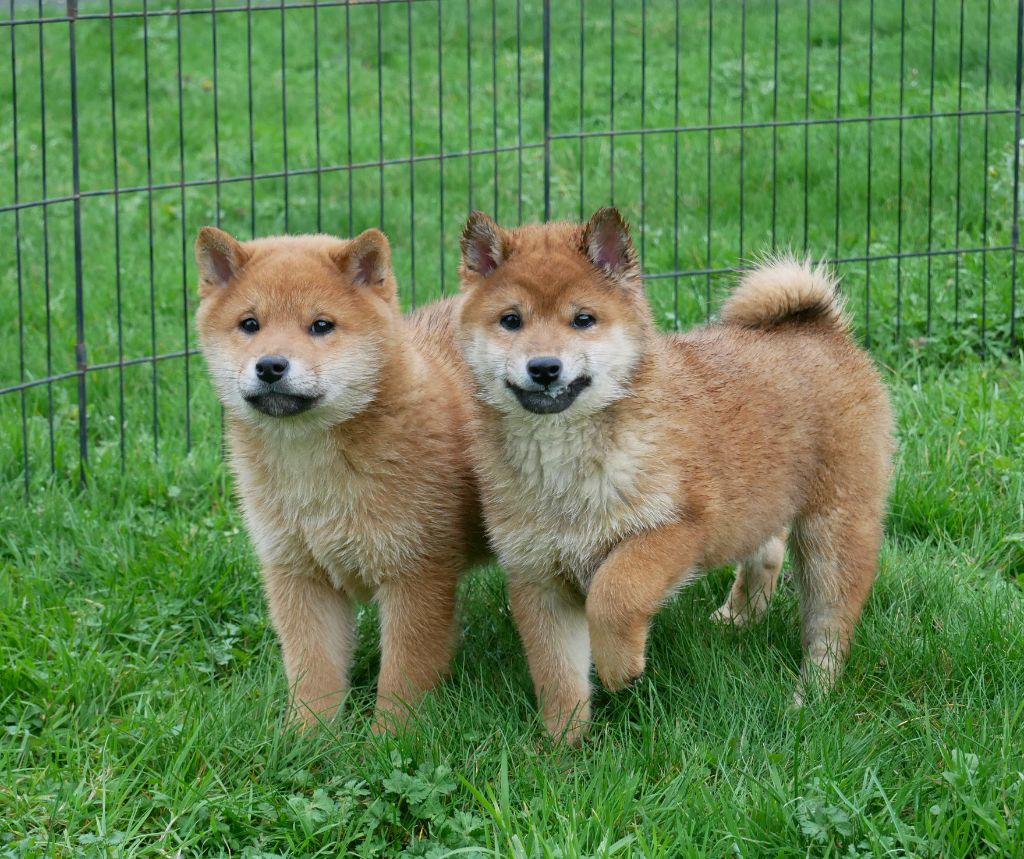 Shiba - De La Source Des Rochettes