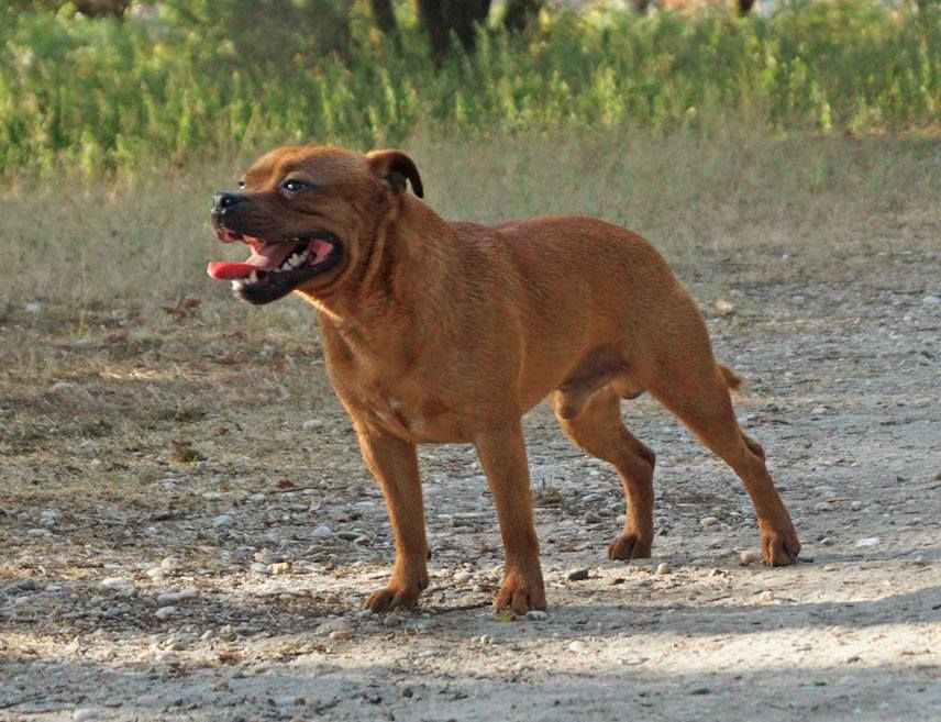 Publication : Dimteamdogz