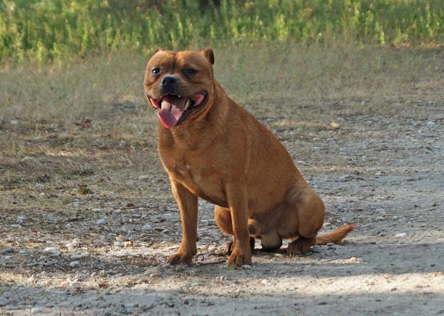 Publication : Dimteamdogz