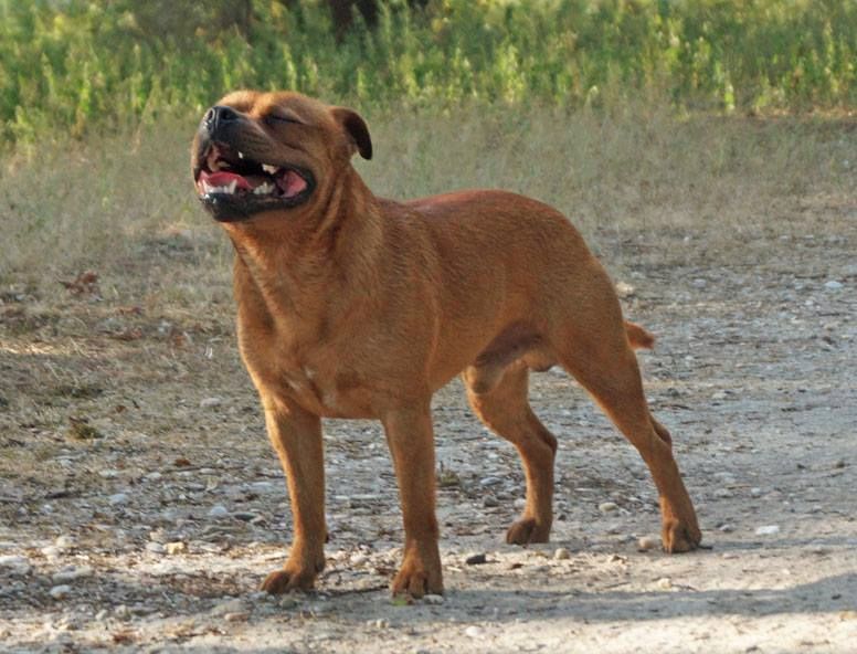 Publication : Dimteamdogz