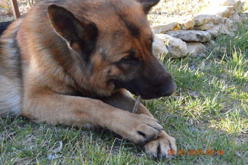 Publication : Des Terres D'Harmony Auteur : Elevage des Terres d'Harmony