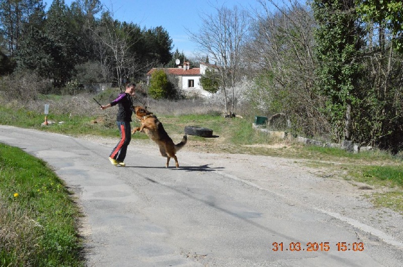 Publication : Des Terres D'Harmony Auteur : Elevage des Terres d'Harmony