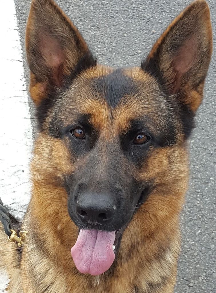 Publication : Des Terres D'Harmony