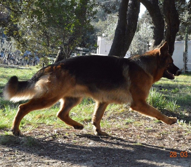 Publication : Des Terres D'Harmony Auteur : Elevage des Terres d'Harmony