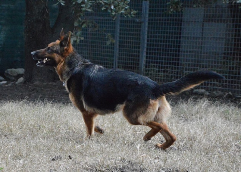 Publication : Des Terres D'Harmony Auteur : Elevage des Terres d'Harmony