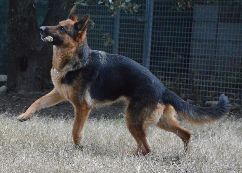 Publication : Des Terres D'Harmony Auteur : Elevage des Terres d'Harmony