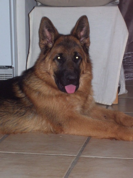 Publication : Des Terres D'Harmony Auteur : Elevage des Terres d'Harmony