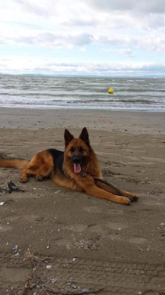 Publication : Des Terres D'Harmony Auteur : Elevage des Terres d'Harmony