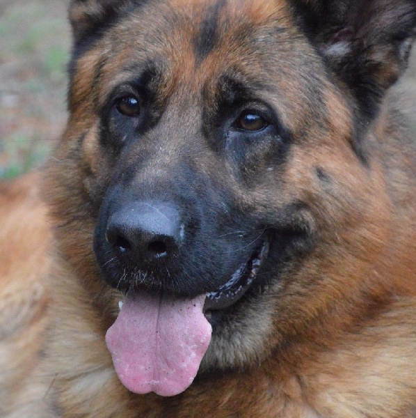 Publication : Des Terres D'Harmony Auteur : Elevage des Terres d'Harmony