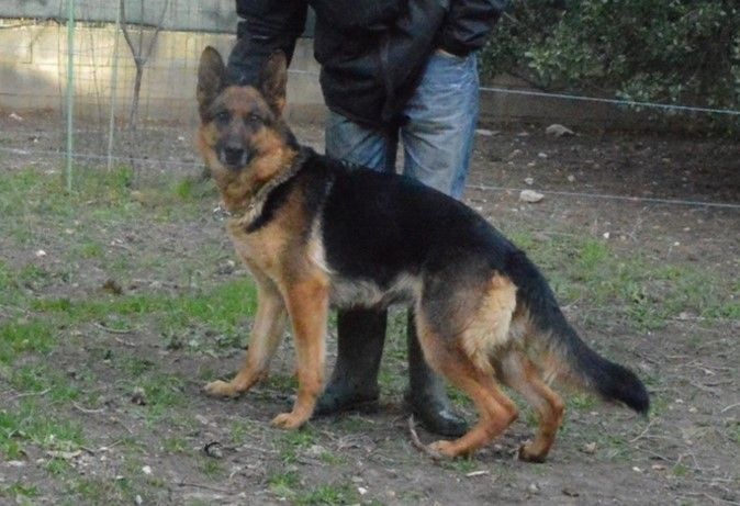 Publication : Des Terres D'Harmony Auteur : Elevage des Terres d'Harmony