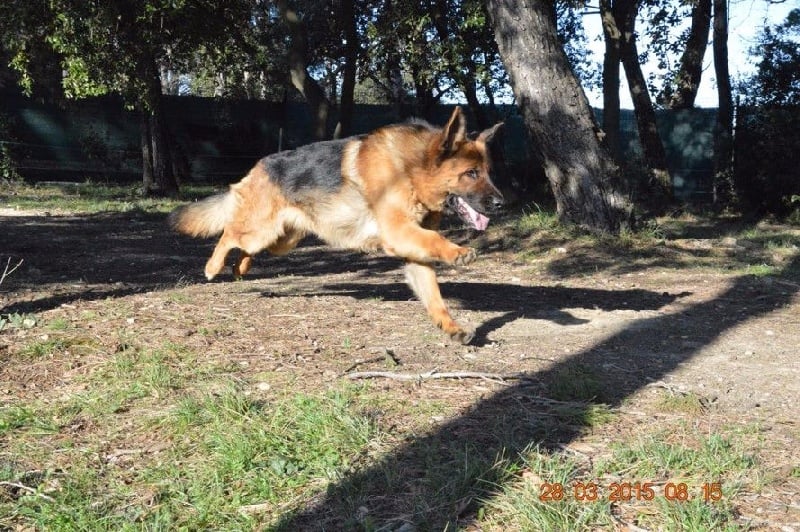 Publication : Des Terres D'Harmony Auteur : Elevage des Terres d'Harmony