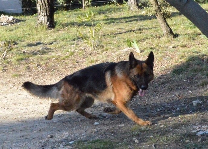 Publication : Des Terres D'Harmony Auteur : Elevage des Terres d'Harmony