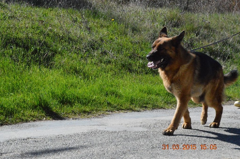 Publication : Des Terres D'Harmony Auteur : Elevage des Terres d'Harmony